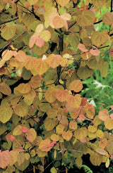 Katsura Solitär 125-150 cm