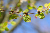 Katsura Solitär 125-150 cm