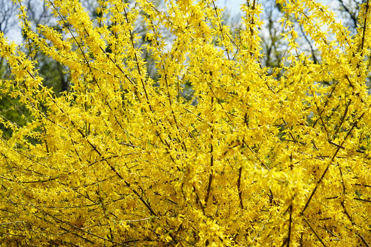 Hybridforsythia 'Lynwood' Solitär 125-150 cm