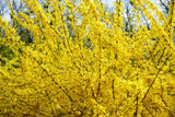 Hybridforsythia 'Lynwood' Solitär 125-150 cm