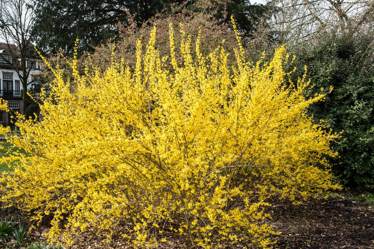 Hybridforsythia 'Lynwood' Solitär 125-150 cm