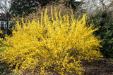 Hybridforsythia 'Lynwood' Solitär 125-150 cm
