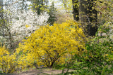 Hybridforsythia 'Lynwood' Solitär 125-150 cm