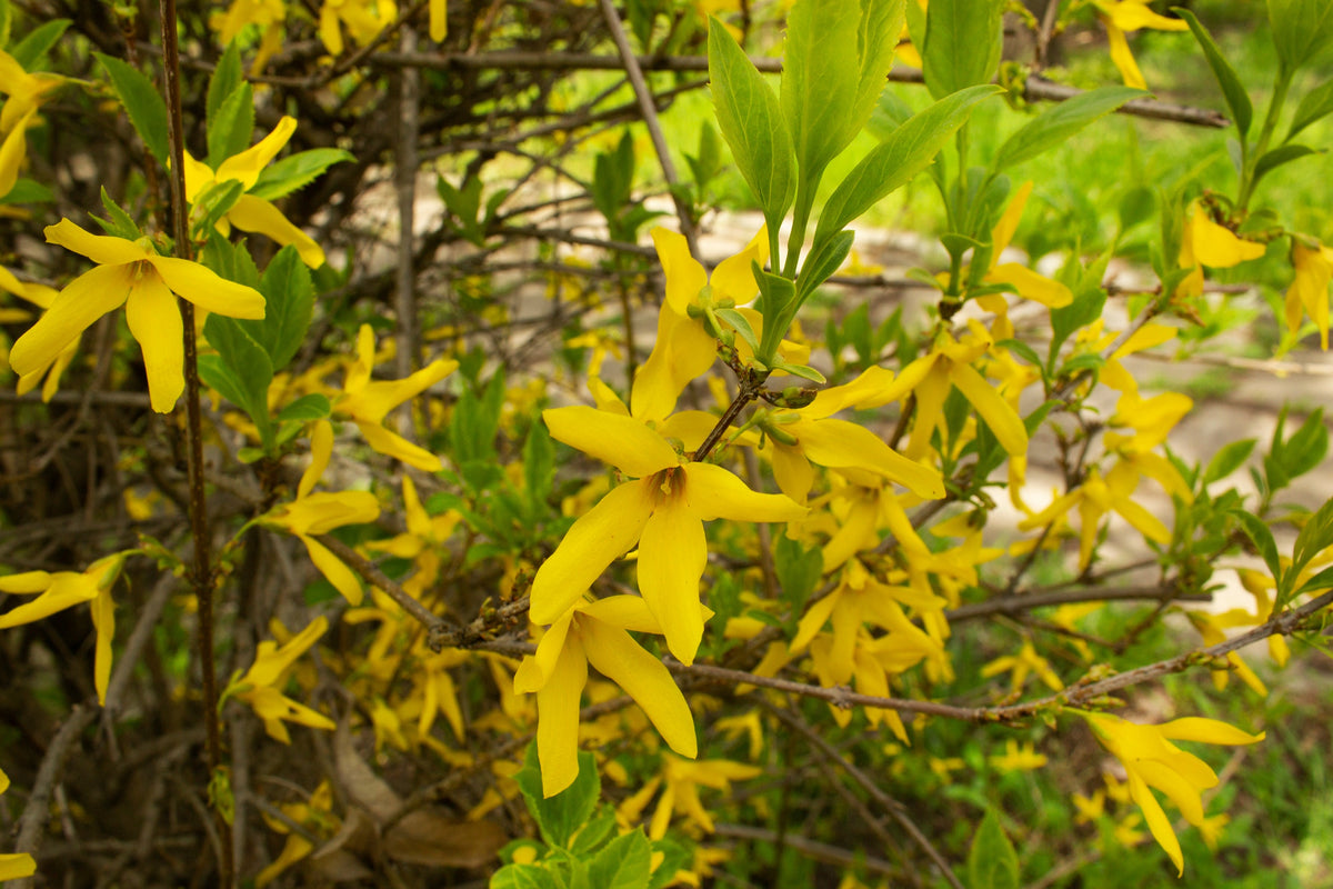 Hybridforsythia 'Lynwood' Solitär 125-150 cm