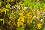 Hybridforsythia 'Lynwood' Solitär 125-150 cm