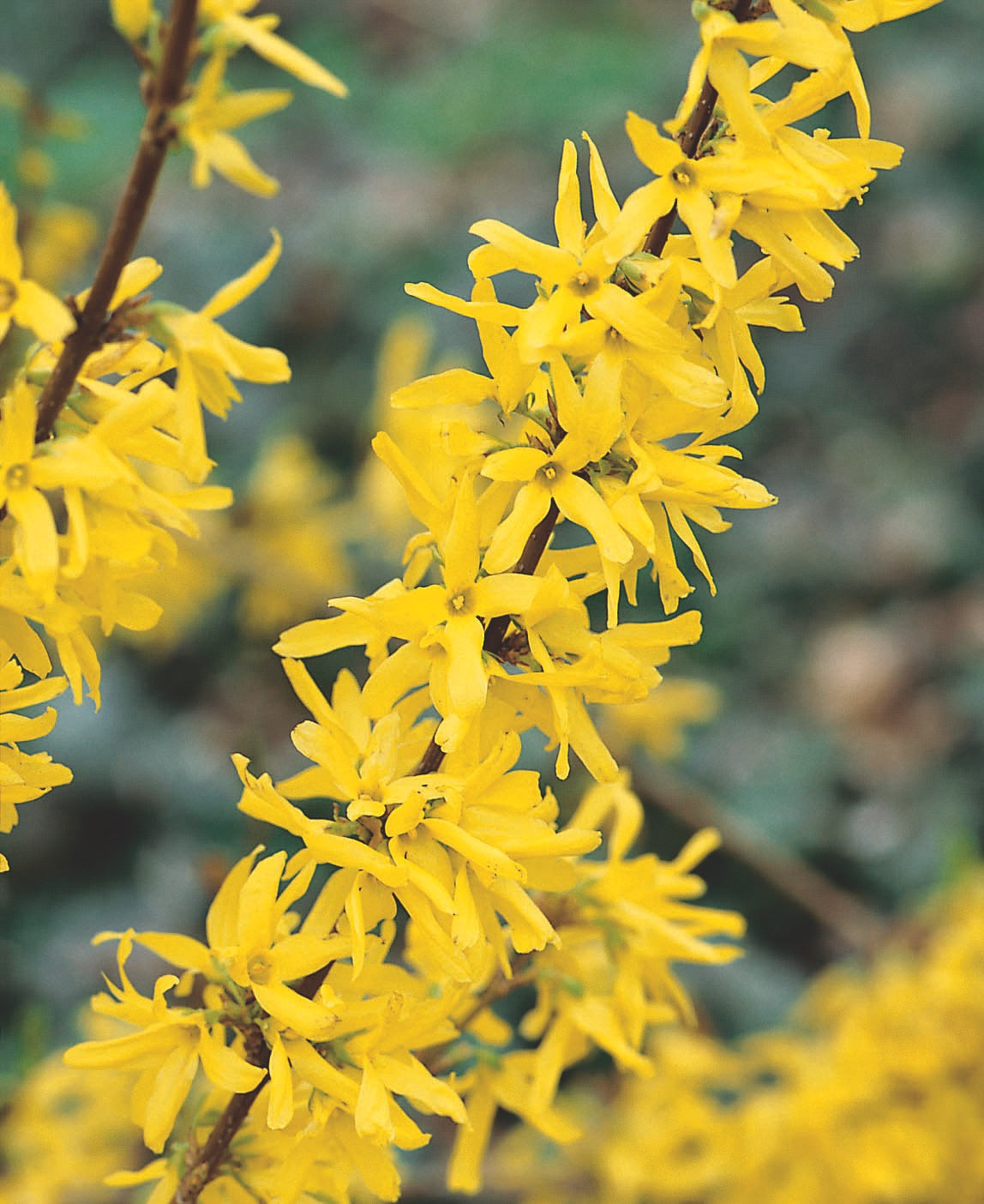 Hybridforsythia 'Lynwood' Solitär 125-150 cm