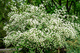 Doftschersmin Solitär 100-150 cm