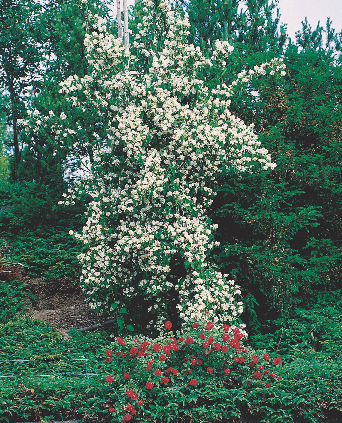 Doftschersmin Solitär 100-150 cm