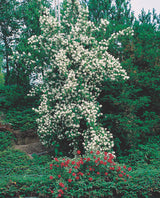 Doftschersmin Solitär 100-150 cm