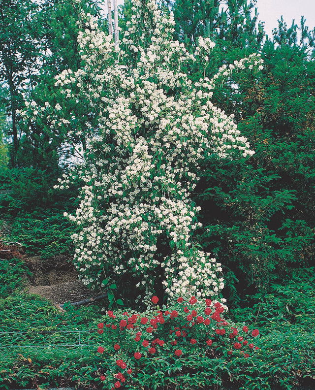 Doftschersmin Solitär 100-150 cm