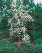Doftschersmin Solitär 100-150 cm