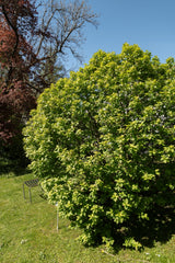 Hägg Solitär 100-125 cm