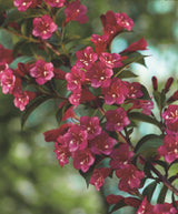 Prakttry 'Bristol Ruby' Solitär 125-150 cm