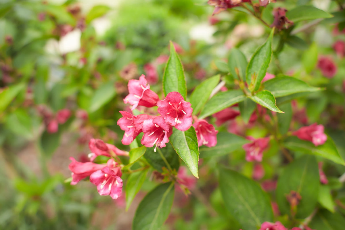 Prakttry 'Bristol Ruby' Solitär 125-150 cm