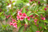 Prakttry 'Bristol Ruby' Solitär 125-150 cm