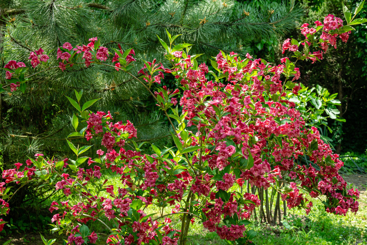 Prakttry 'Bristol Ruby' Solitär 125-150 cm