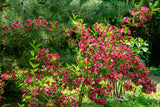 Prakttry 'Bristol Ruby' Solitär 125-150 cm