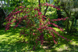 Prakttry 'Bristol Ruby' Solitär 125-150 cm