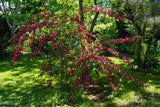 Prakttry 'Bristol Ruby' Solitär 125-150 cm