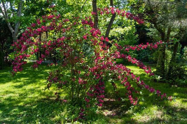 Prakttry 'Bristol Ruby' Solitär 125-150 cm