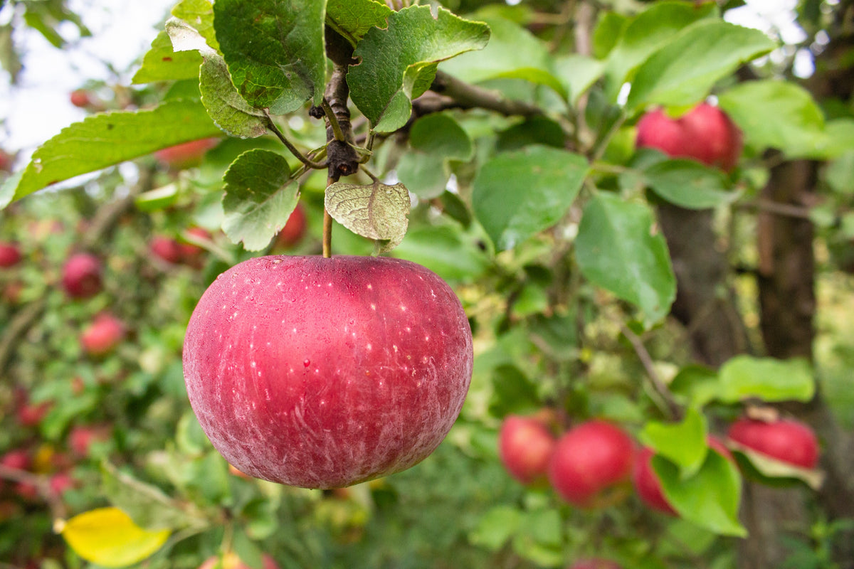 Äpple 'Aroma' E B9 co