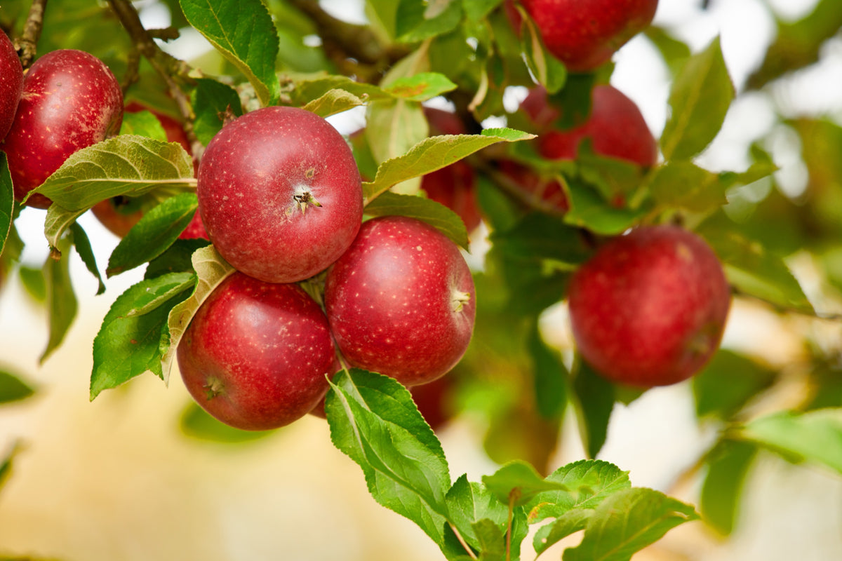 Äpple 'Aroma' E B9 co