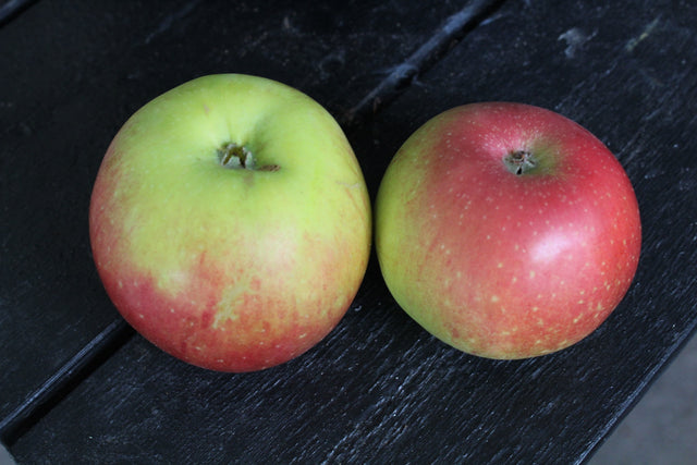 Äpple 'Aroma' E B9 co