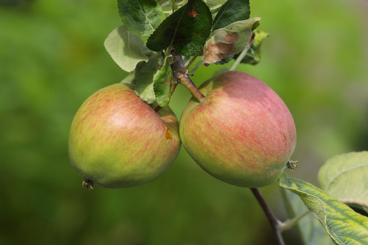 Äpple 'Åkerö' B9 co