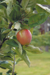 Äpple 'Åkerö' B9 co