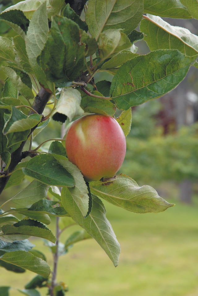 Äpple 'Åkerö' B9 co