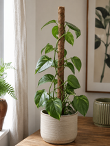 Växtstöd Trä och Kokos H60cm