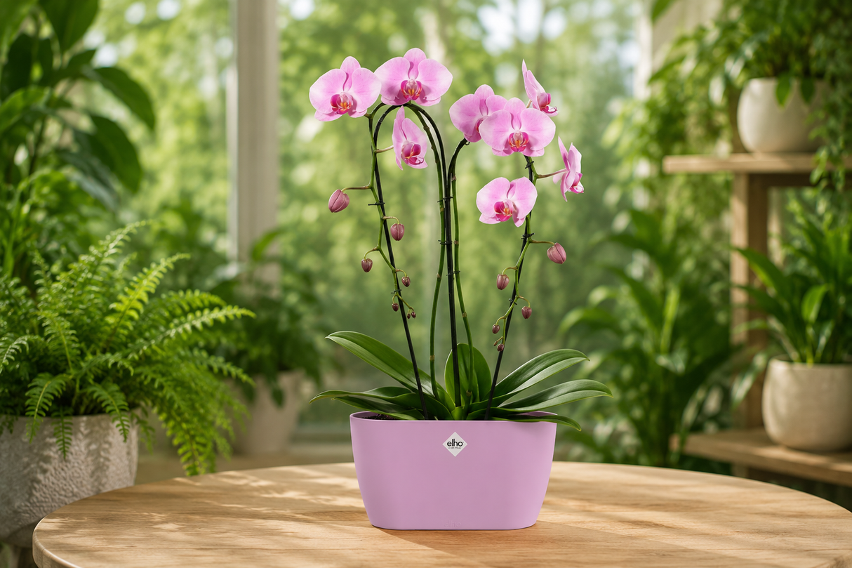 Brussels Orchid Duo 25cm Soft Pink