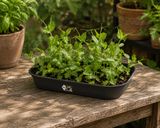 Green Basics 'Odlingstråg' M - Living Black