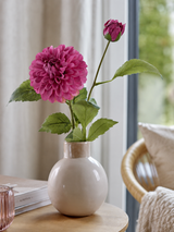 Dahlia pompon beauty x2 61 cm