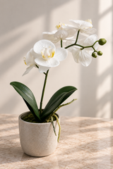 PHALAENOPSIS 2-STEM 38CM, WHITE