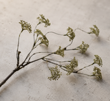 Rice Flower grön 69 cm