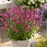 Salvia 'Visional Pink' 10,5cm kruka