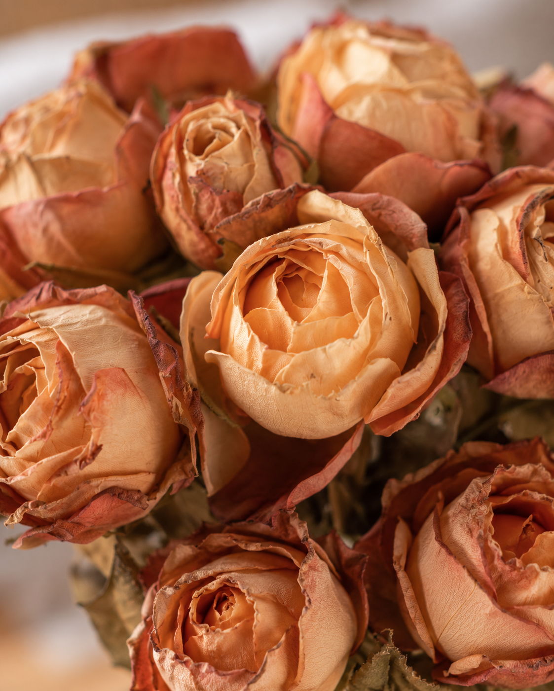 Rosa Dried Bundle persika x10 27 cm