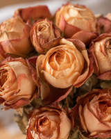 Rosa Dried Bundle persika x10 27 cm