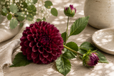 Dahlia pompon lavendel x2 61 cm