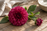 Dahlia pompon beauty x2 61 cm