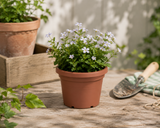 Kruka Basic Round D20cm CLAY