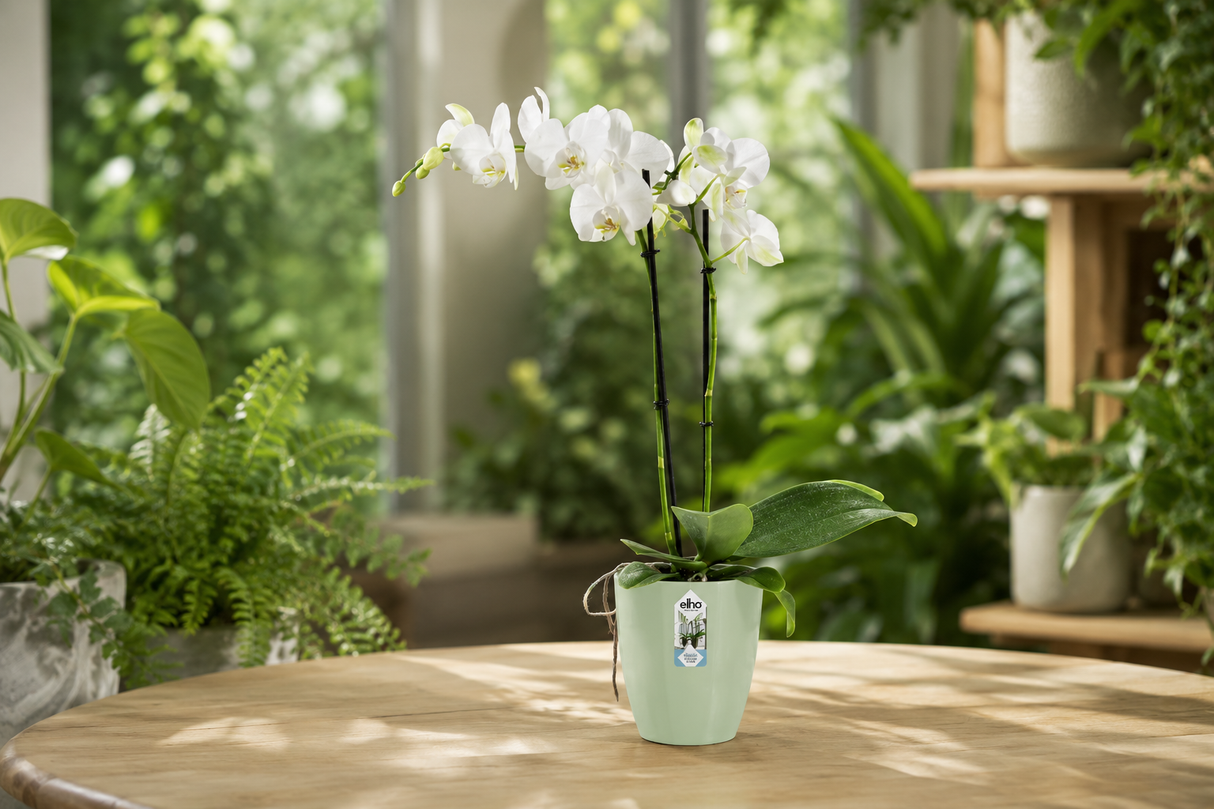 Brussels Orchid High 12,5cm Soft Green