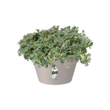 Loft Urban Bowl D35 cm Warm Grey