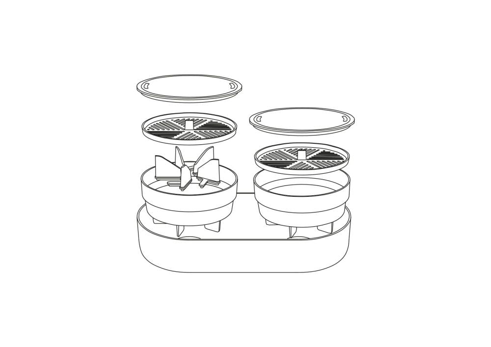 Microgreen and Regrow 'Ivory'
