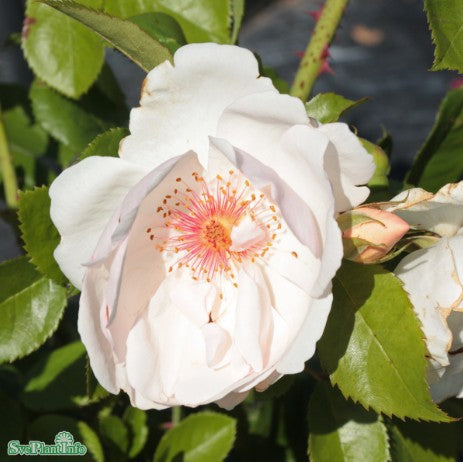 Modern buskros 'Jacqueline Du Pré' 1-pack Barrotad