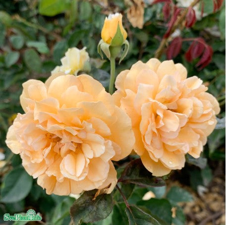 Moschataros 'Buff Beauty' 5-pack