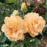 Moschataros 'Buff Beauty' 5-pack