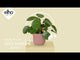 Vibes 'Fold Round' Ytterkruka 14cm - Delicate Pink