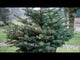 Julgransbelysning 'Diamond Star Light' 6m
